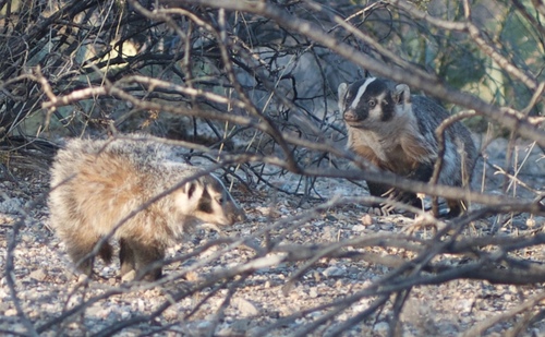 American Badger photographed in Arizona