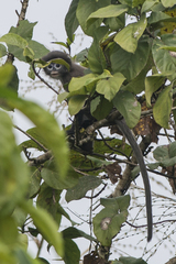 Trachypithecus phayrei