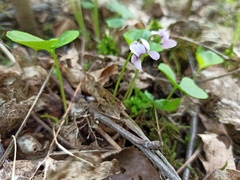 Viola palustris