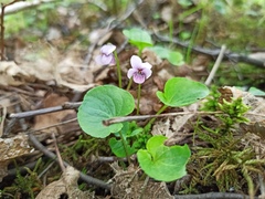 Viola palustris