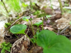 Viola palustris