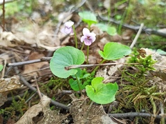 Viola palustris