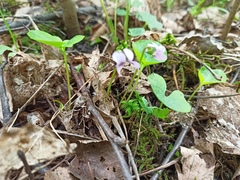 Viola palustris