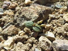 Claytonia obovata