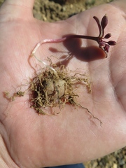 Claytonia obovata