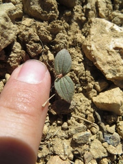 Claytonia obovata