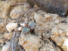 Claytonia obovata
