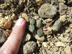 Claytonia obovata