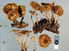 Galerina patagonica