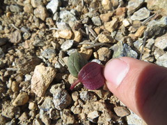 Claytonia obovata