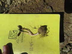 Claytonia obovata