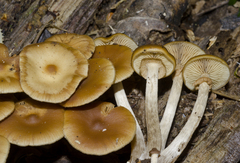 Galerina patagonica