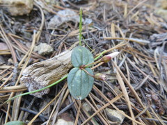Claytonia obovata