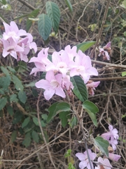 Podranea ricasoliana