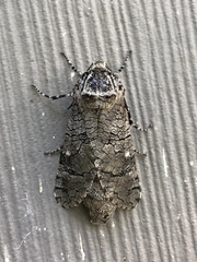 Prionoxystus macmurtrei