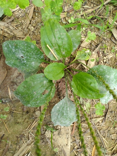 Chinese plantain (Plantago asiatica)
