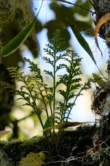 Trichomanes bipunctatum