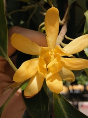 Magnolia champaca