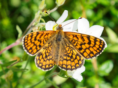 Melitaea deione