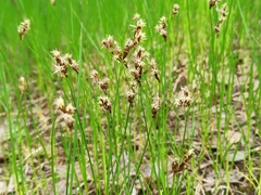 Carex praecox