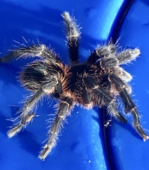 Homoeomma uruguayense