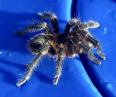 Homoeomma uruguayense