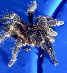 Homoeomma uruguayense