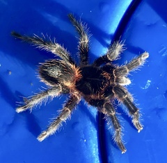 Homoeomma uruguayense