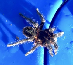 Homoeomma uruguayense