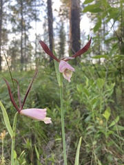 Cleistesiopsis oricamporum