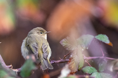 Phylloscopus trochilus