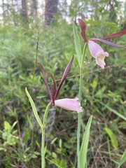 Cleistesiopsis oricamporum