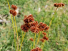 Juncus megacephalus