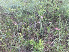 Cleistesiopsis oricamporum