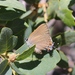 Ilavia Hairstreak - Photo (c) billbeck001, some rights reserved (CC BY-NC)