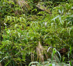 Gleichenella pectinata