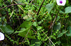 Galium hypocarpium
