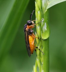 Athalia cordata