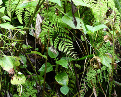 Adiantum henslovianum