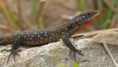 Ninurta coeruleopunctatus