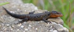 Ninurta coeruleopunctatus