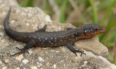 Ninurta coeruleopunctatus