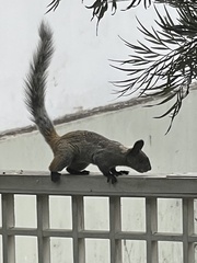 Sciurus stramineus
