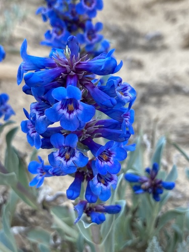 sand penstemon (Penstemon arenicola)