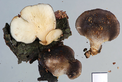 Hohenbuehelia nothofaginea