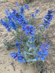 Penstemon arenicola