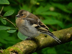 Fringilla coelebs