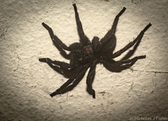 Seqocrypta