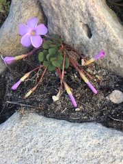 Oxalis eckloniana-nidulans