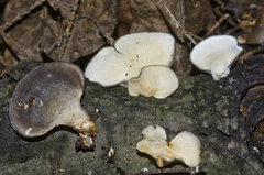 Hohenbuehelia nothofaginea